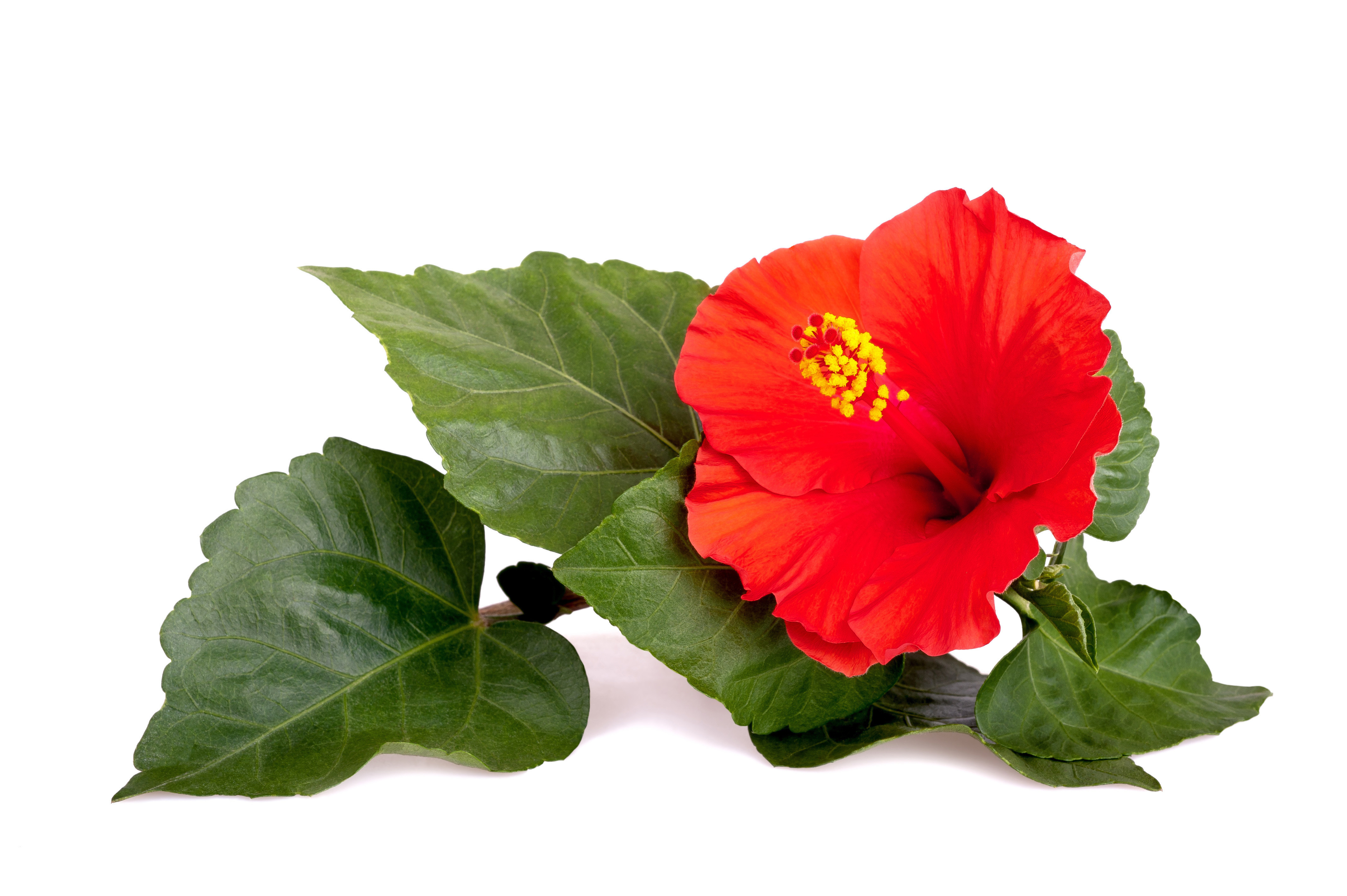 Red hibiscus flower isolated on white background.